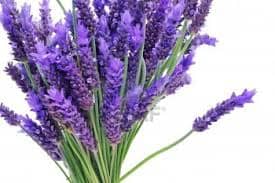lavender essential oil cures sciatica