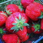 pesticides in strawberries