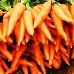 buy carrot seed essential oil